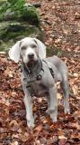 WEIMARANER splendidi cuccioli! Allevamento amatoriale Torino WEIMARANERsplendidicuccioliAllevamentoamatorialeTorino12.jpg