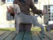 WEIMARANER splendidi cuccioli! Allevamento amatoriale Torino WEIMARANERsplendidicuccioliAllevamentoamatorialeTorino1234.jpg