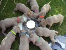 WEIMARANER splendidi cuccioli! Allevamento amatoriale Torino WEIMARANERsplendidicuccioliAllevamentoamatorialeTorino12345.jpg