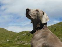 WEIMARANER splendidi cuccioli! Allevamento amatoriale Torino WEIMARANERsplendidicuccioliAllevamentoamatorialeTorino123456.jpg