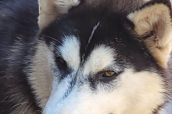 cucciolona di Siberian Husky con pedigree di 10 mesi cucciolonadisiberianhuskyconpe-66c8eaaebb552.jpg