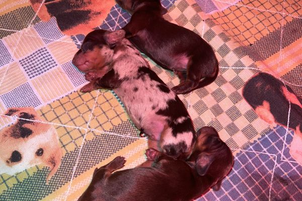 Cuccioli di bassotto Pedigree Enci cucciolidibassottopedigreeenci.jpeg