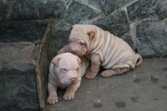 Shar-pei cuccioli Sharpeicuccioli-622ba3fcc402d.jpg