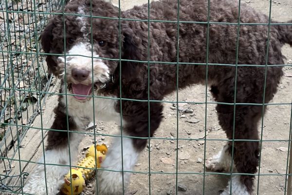 Cuccioli Lagotto Romagnolo cucciolilagottoromagnolo.jpeg