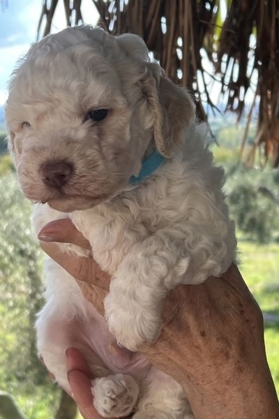 Cuccioli Lagotto Romagnolo cucciolilagottoromagnolo12.jpeg