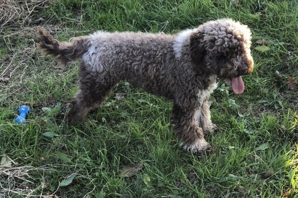 Cuccioli Lagotto Romagnolo cucciolilagottoromagnolo1234.jpeg