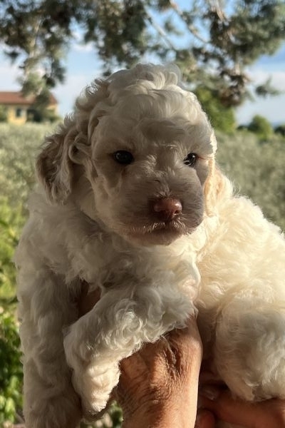 Cuccioli Lagotto Romagnolo cucciolilagottoromagnolo12345678.jpeg