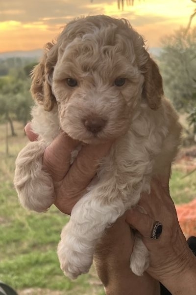 Cuccioli Lagotto Romagnolo cucciolilagottoromagnolo123456789.jpeg