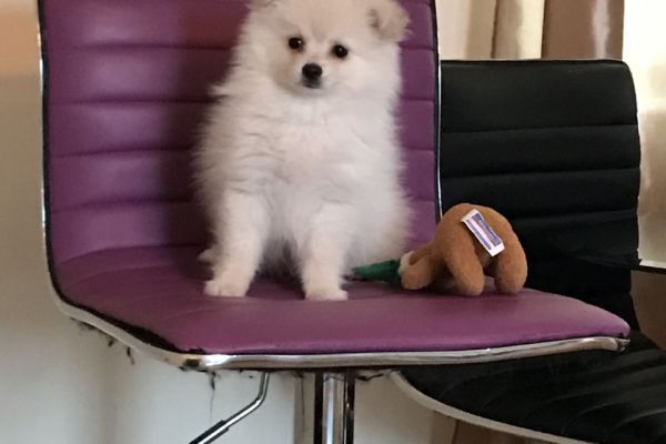 Pomerania bianchi latte cuccioli pomeraniabianchilattecuccioli.jpg