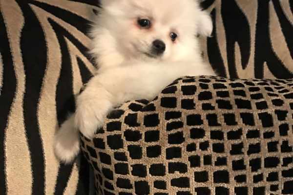 Pomerania bianchi latte cuccioli pomeraniabianchilattecuccioli1.jpg