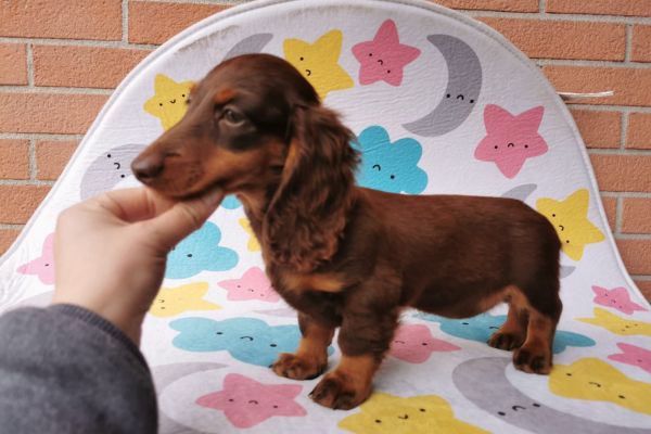 Bassotto cucciola RARA pl bassottocucciolararapl12.jpg