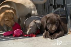 Silver, champagne, foxred e cioccolato Labrador cuccioli SilverchampagnefoxredecioccolatoLabradorcuccioli.jpg