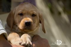 Silver, champagne, foxred e cioccolato Labrador cuccioli SilverchampagnefoxredecioccolatoLabradorcuccioli12.jpg