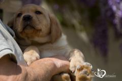 Silver, champagne, foxred e cioccolato Labrador cuccioli SilverchampagnefoxredecioccolatoLabradorcuccioli123.jpg