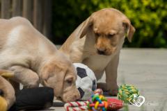 Silver, champagne, foxred e cioccolato Labrador cuccioli SilverchampagnefoxredecioccolatoLabradorcuccioli1234.jpg