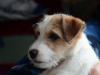 Cuccioli Jack Russell Terrier-Figli Diretti di Campioni d 391554d.jpg