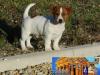 Cuccioli Jack Russell Terrier-Figli Diretti di Campioni d 391554e.jpg