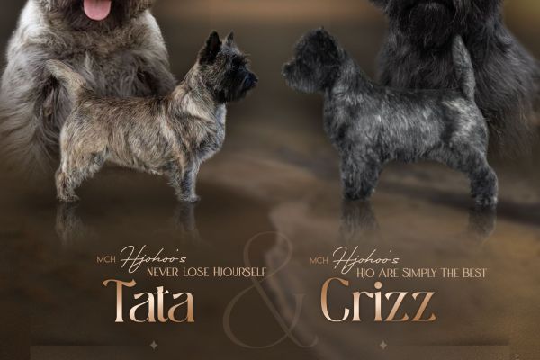 Eccezionale cucciolata di Cairn Terriers eccezionalecucciolatadicairnte.jpg
