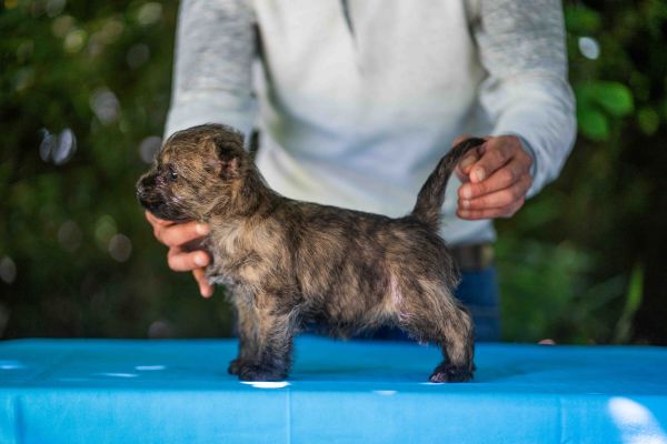 Eccezionale cucciolata di Cairn Terriers eccezionalecucciolatadicairnte1.jpg