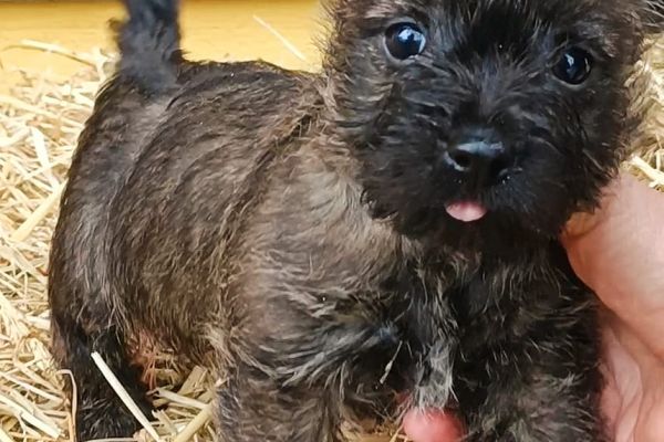 Eccezionale cucciolata di Cairn Terriers eccezionalecucciolatadicairnte12.jpg
