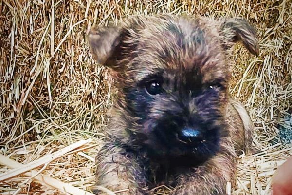 Eccezionale cucciolata di Cairn Terriers eccezionalecucciolatadicairnte123.jpg