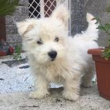 west highland white terrier westhighlandwhiteterrier.jpg west highland white terrier westhighlandwhiteterrier.jpg