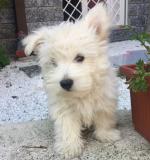 west highland white terrier westhighlandwhiteterrier1.jpg