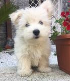 west highland white terrier westhighlandwhiteterrier12.jpg