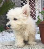 west highland white terrier westhighlandwhiteterrier123.jpg west highland white terrier westhighlandwhiteterrier123.jpg