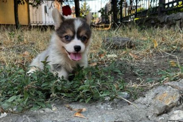 Corgi gallese Pembroke cuccioli in vendita corgigallesepembrokecuccioliin.jpg