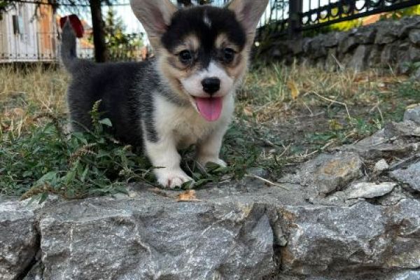 Corgi gallese Pembroke cuccioli in vendita corgigallesepembrokecuccioliin1.jpg