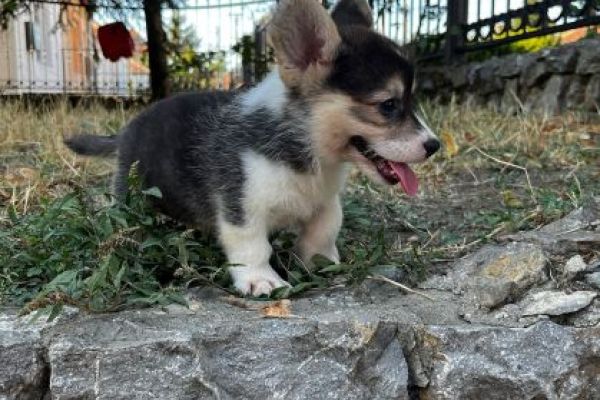 Corgi gallese Pembroke cuccioli in vendita corgigallesepembrokecuccioliin12.jpg