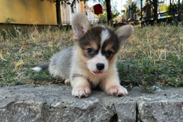 Corgi gallese Pembroke cuccioli in vendita corgigallesepembrokecuccioliin123.jpg