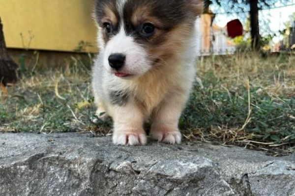 Corgi gallese Pembroke cuccioli in vendita corgigallesepembrokecuccioliin12345.jpg