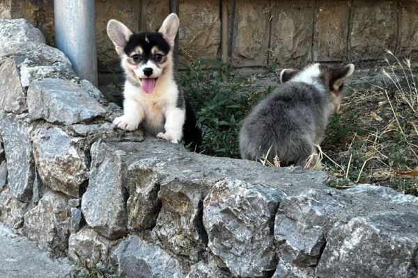 Corgi gallese Pembroke cuccioli in vendita corgigallesepembrokecuccioliin1234567.jpg