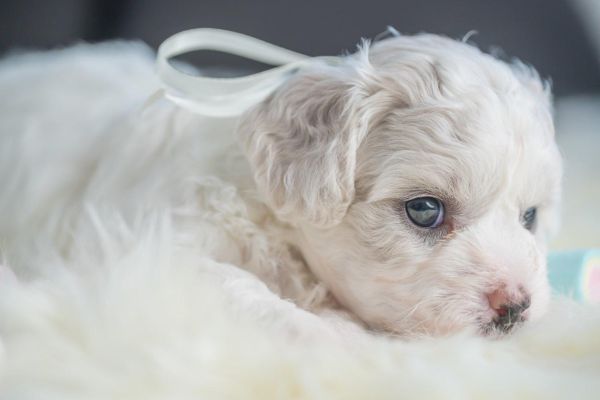 Bichon Frise cuccioli bichonfrisecuccioli123.jpg