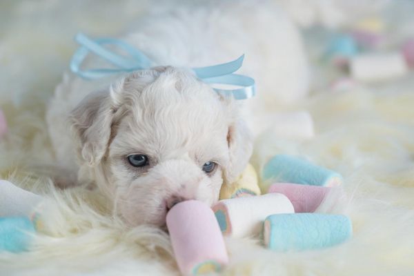 Bichon Frise cuccioli bichonfrisecuccioli1234.jpg