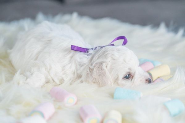 Bichon Frise cuccioli bichonfrisecuccioli123456.jpg