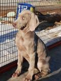 Cuccioli di Weimaraner subito disponibili CucciolidiWeimaranersubitodisponibili-5d139bb723803.jpg