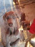 Cuccioli di Weimaraner subito disponibili CucciolidiWeimaranersubitodisponibili-5d139bc952aa7.jpg