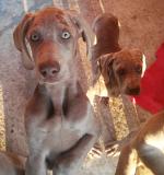 Cuccioli di Weimaraner subito disponibili CucciolidiWeimaranersubitodisponibili-5d139bdf7aefa.jpg