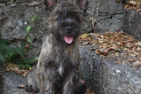 Cucciolo Cairn Terrier con Pedigree cucciolocairnterrierconpedigre12.jpeg