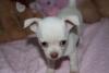 Chihuahua mini toy 452584a.jpg