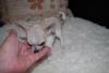 Chihuahua mini toy 452584b.jpg