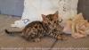 Glittersand Bengal 452780b.jpg