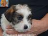 Jack Russell Terrier - Cuccioli Altamente Selezionati 449021a.jpg