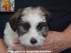 Jack Russell Terrier - Cuccioli Altamente Selezionati 449021b.jpg