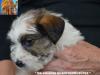 Jack Russell Terrier - Cuccioli Altamente Selezionati 449021c.jpg