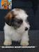 Jack Russell Terrier - Cuccioli Altamente Selezionati 449021e.jpg