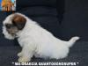 Jack Russell Terrier - Cuccioli Altamente Selezionati 449021f.jpg